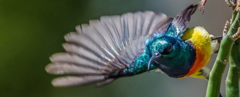 L’oiseau du mois : le Souimanga de Mayotte