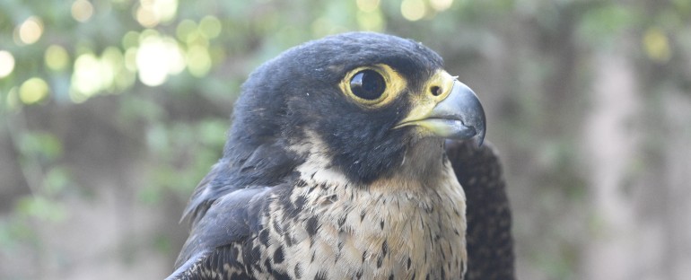 La protection du faucon pèlerin à Mayotte