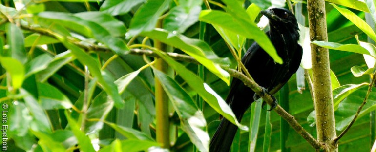 L’oiseau du mois : le Drongo de Mayotte