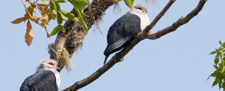 L’oiseau du mois : le Founingo des Comores