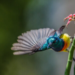Souimanga © Gilles Adt