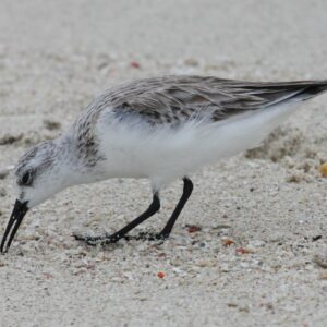 Bécasseau-sanderling