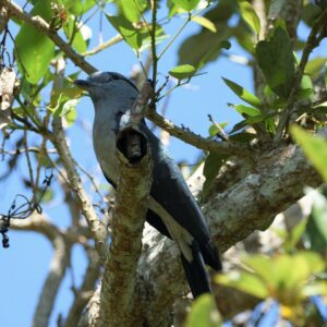courol-malgache