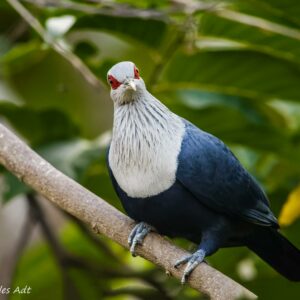funingo-des-comores