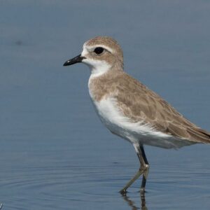 Gravelot de Leschenault. Famille des Charadriidés. Ordre : Charadriiformes
