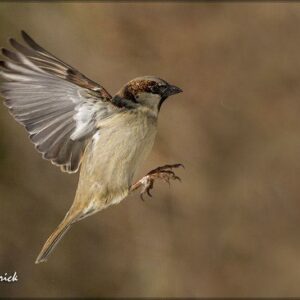 Moineau domestique. Famille des Passéridés. Ordre : Passériformes