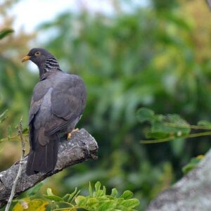 Pigeon des Comores. Famille des Columbidés. Ordre : Columbiformes
