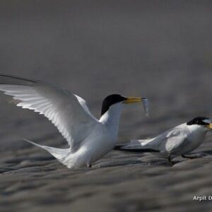 Sterne de Saunders. Courtship Feeding and Mating Rituals of Saunders's Tern (Black-shafted Tern) - Sterna saundersii Famille des Laridés. Ordre : Charadriiformes