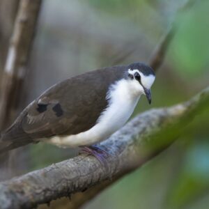 Tambourine Dove, Mphingwe Camp, Catapu, Sofala Province, Mozambique