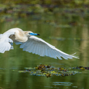 Crabier blanc © Gilles Adt