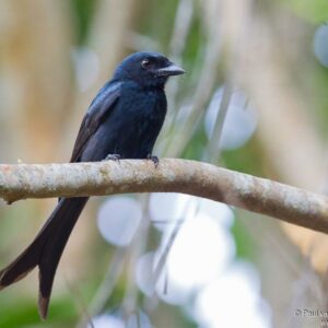 Drongo de Mayotte. Famille des Dicruridés. Ordre : Passériformes