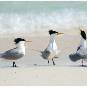 Sterne voyageuse. Famille des Laridés. Ordre : Charadriiformes