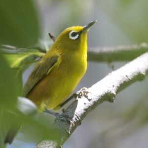 Zostérops-de-Mayotte_GEPOMAY