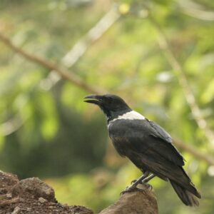 Corbeau pie (1)