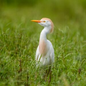 Heron-garde-boeuf