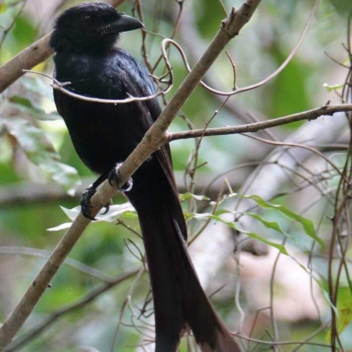 drongo_patrick_ingremeau