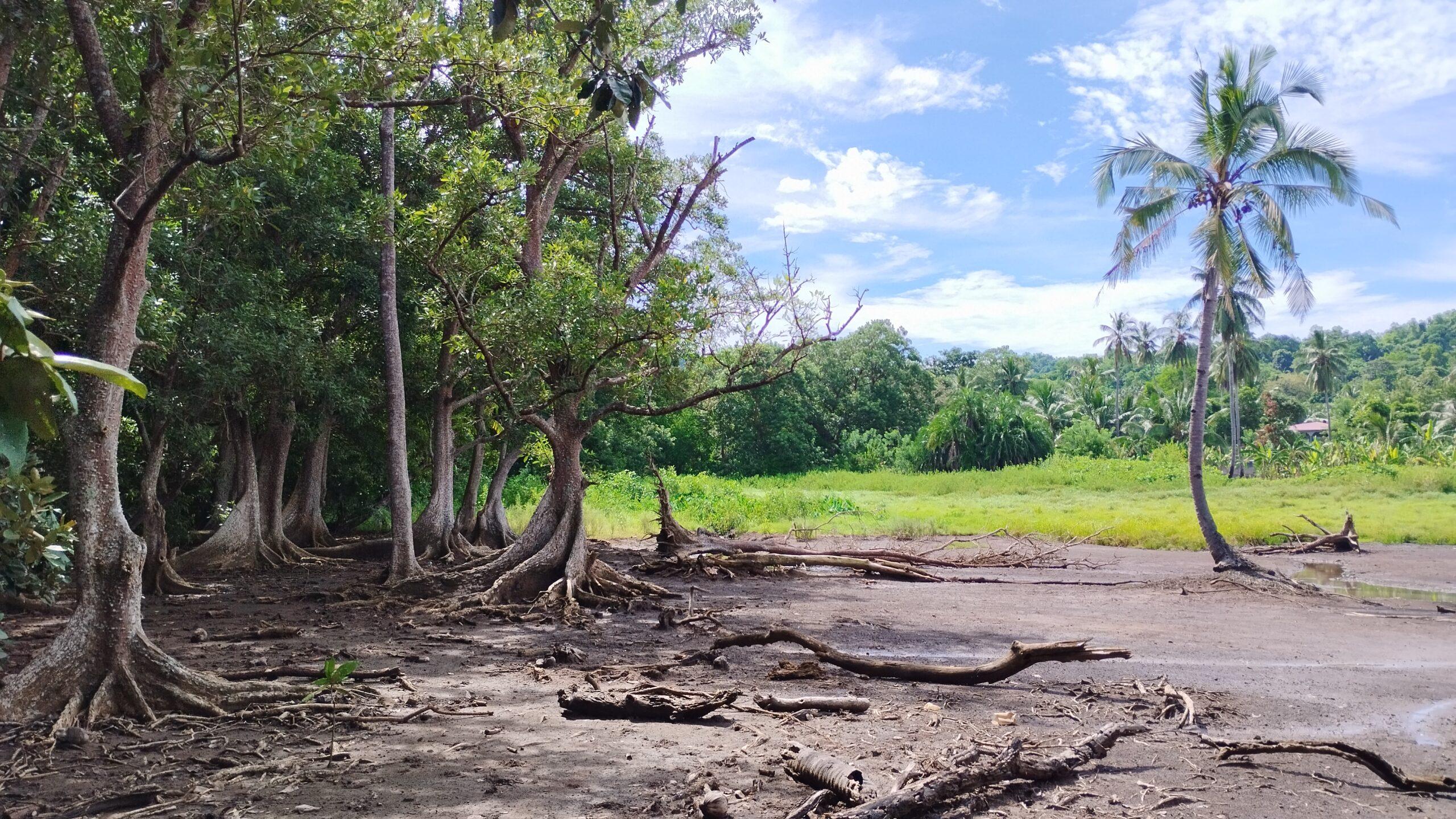 Arrière-mangrove de la baie de Bouéni