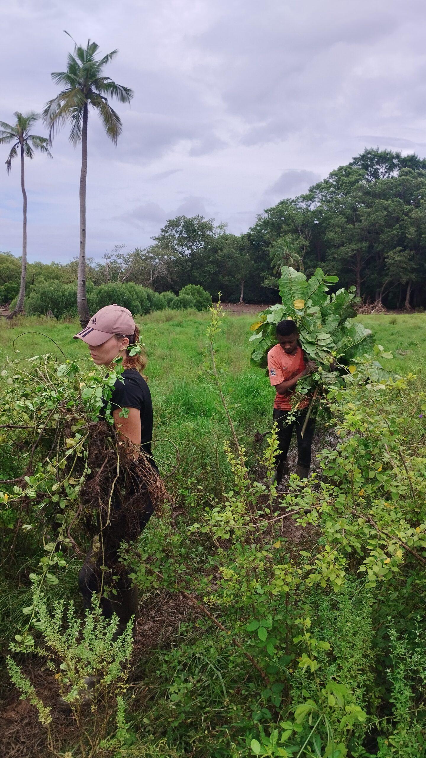 Session d’arrachage prairie humide Malamani