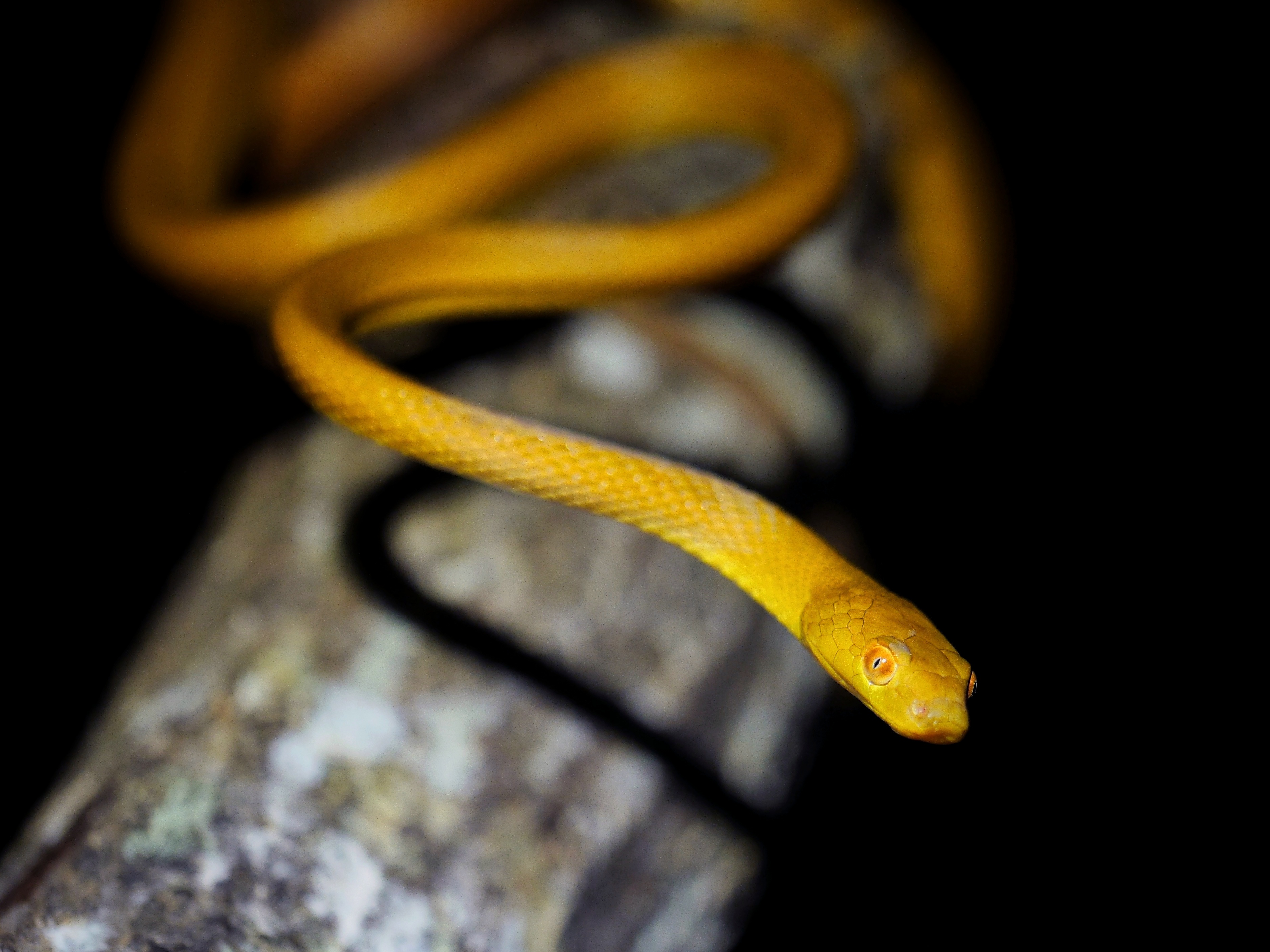 Serpent des cocotiers - Crédit : Louis Rubini
