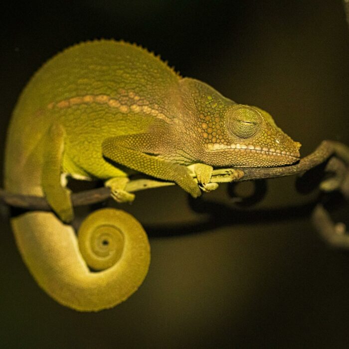 Caméléon de Mayotte