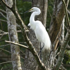Grande aigrette_GEPOMAY