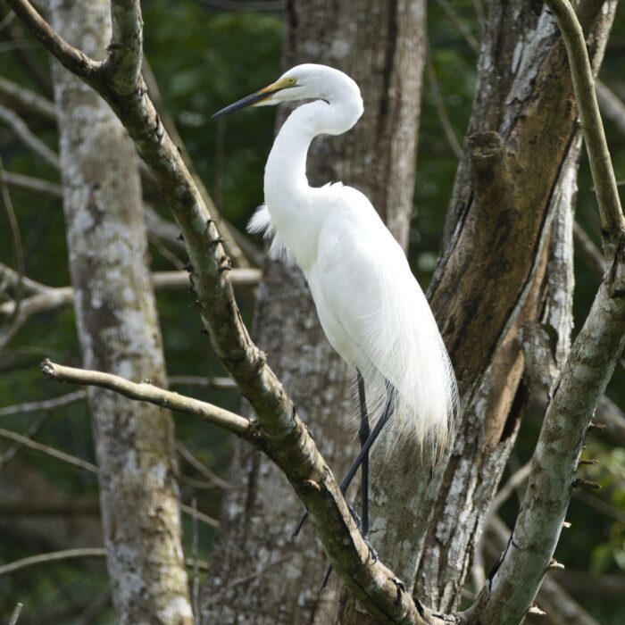 Grande aigrette_GEPOMAY